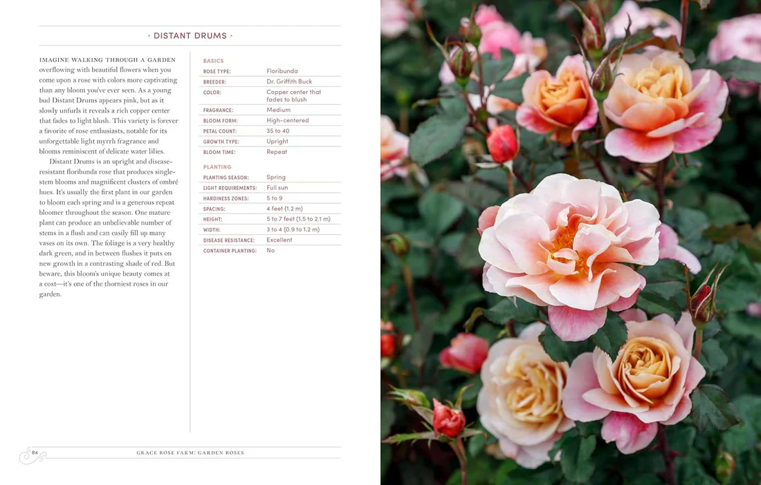 Garden Roses - Grace Rose Farm - Image 3