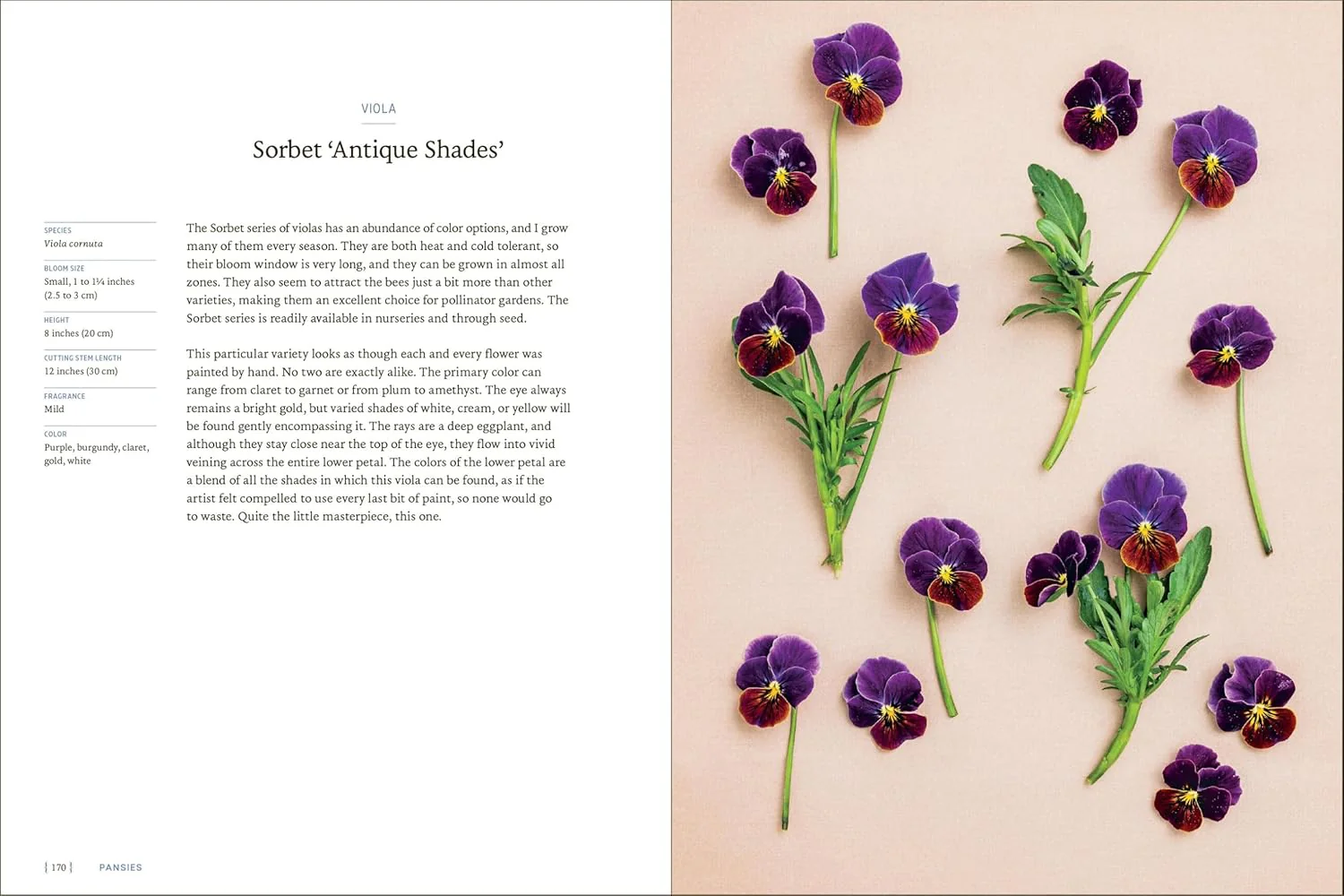 Pansies - How To Grow - Image 3