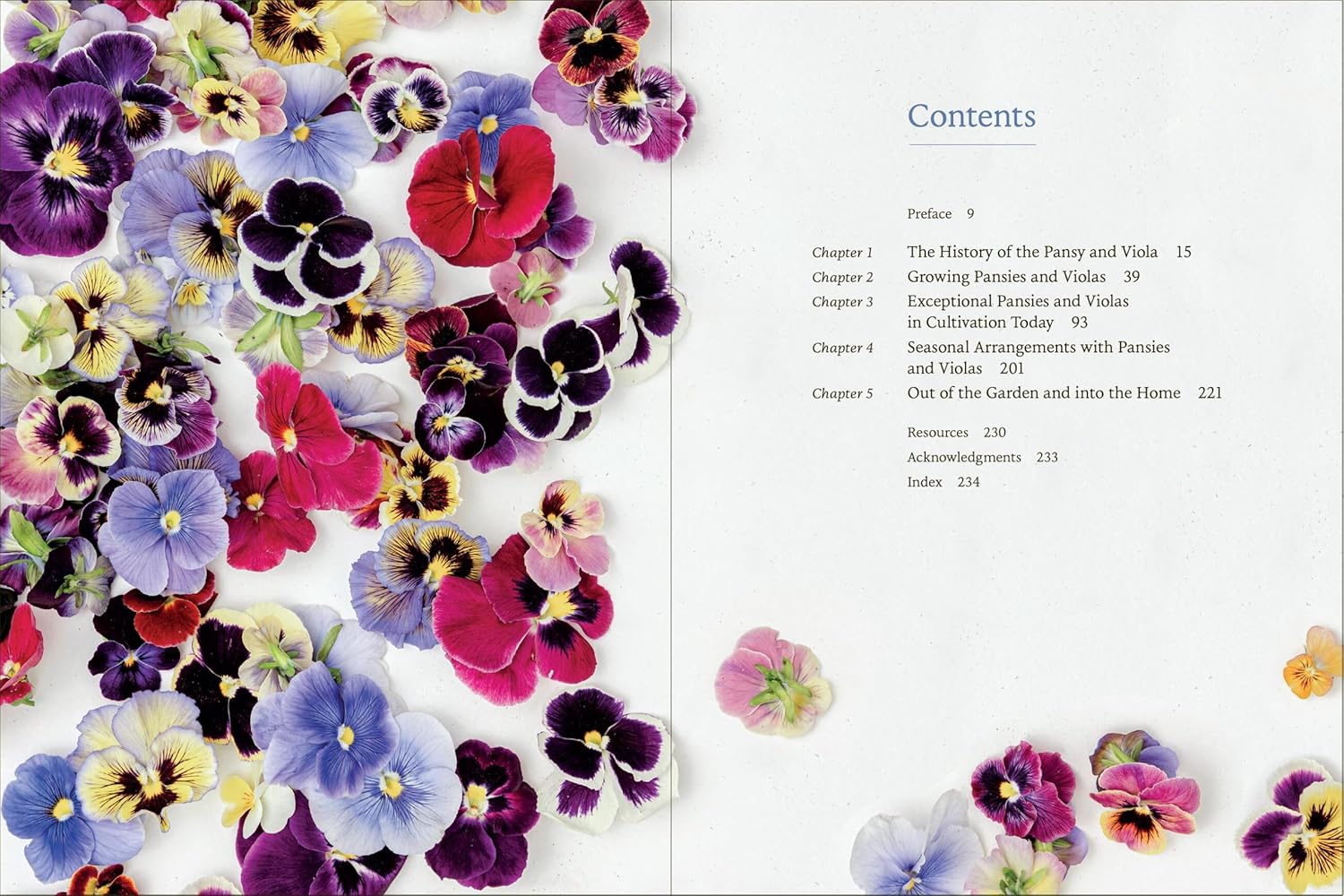 Pansies - How To Grow - Image 4